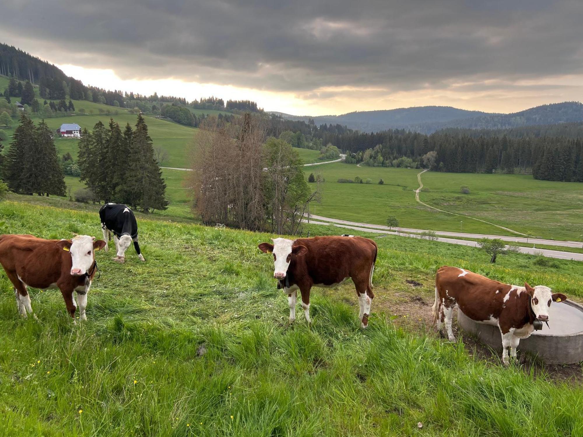 فيلدبرج Schwarzwald-Hotel Kraeutle المظهر الخارجي الصورة